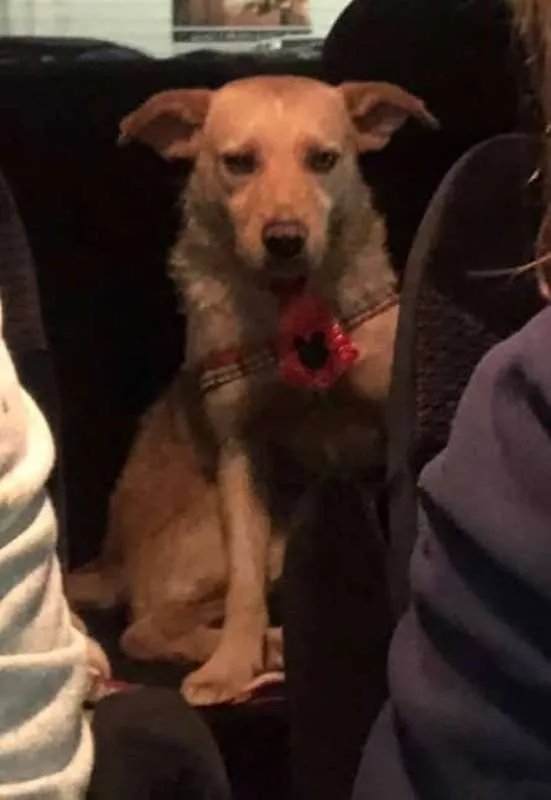 Cachorro ra a SRD idade 4 anos nome Capuccino