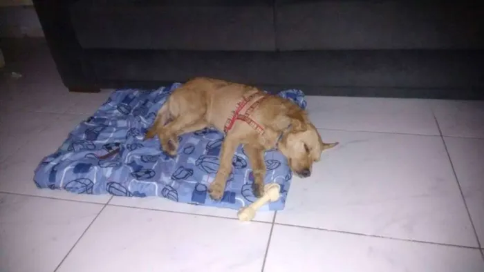 Cachorro ra a SRD idade 4 anos nome Capuccino