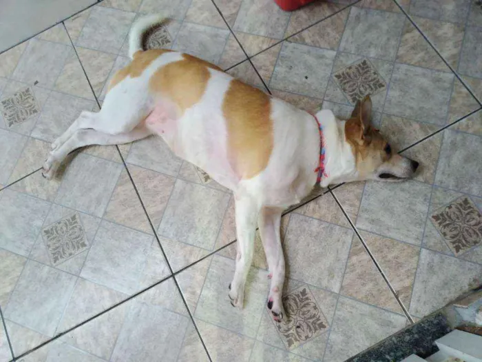 Cachorro ra a Branca e marrom (vira lata) idade 5 anos nome Frida