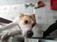 Frida