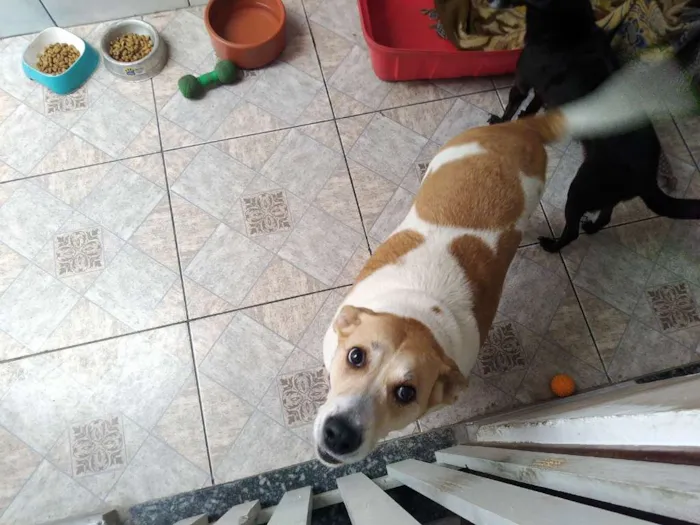 Cachorro ra a Branca e marrom (vira lata) idade 5 anos nome Frida