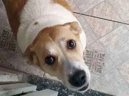 Cachorro ra a Branca e marrom (vira lata) idade 5 anos nome Frida