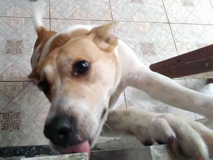 Cachorro ra a Branca e marrom (vira lata) idade 5 anos nome Frida