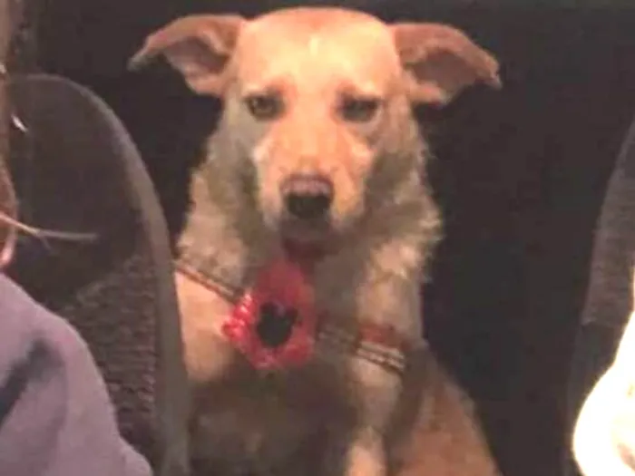 Cachorro ra a SRD idade 4 anos nome Capuccino