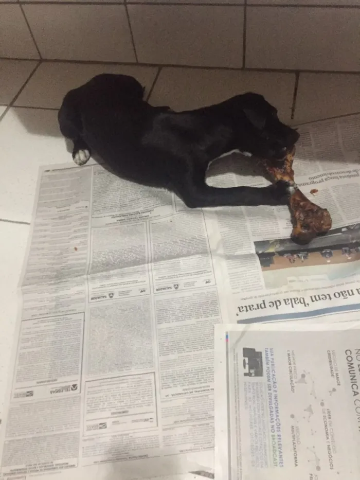 Cachorro ra a Vida lata  idade 2 a 6 meses nome Pretinha