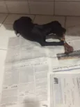 Pretinha