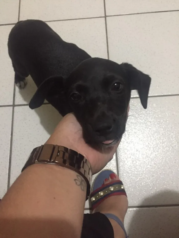 Cachorro ra a Vida lata  idade 2 a 6 meses nome Pretinha