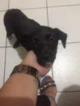 Pretinha