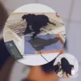 Pretinha