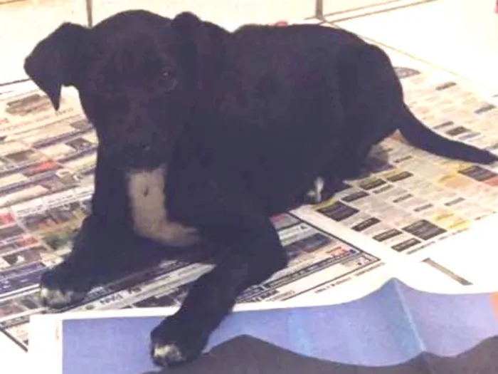 Cachorro ra a Vida lata  idade 2 a 6 meses nome Pretinha
