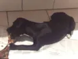 Pretinha