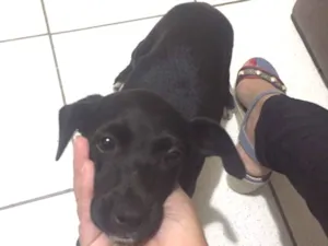 Cachorro raça Vida lata  idade 2 a 6 meses nome Pretinha