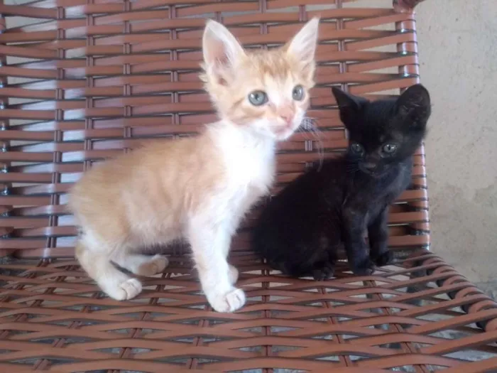Gato raça Vira lata idade 2 a 6 meses nome Sem nome