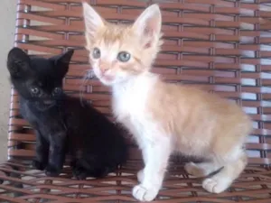 Gato raça Vira lata idade 2 a 6 meses nome Sem nome