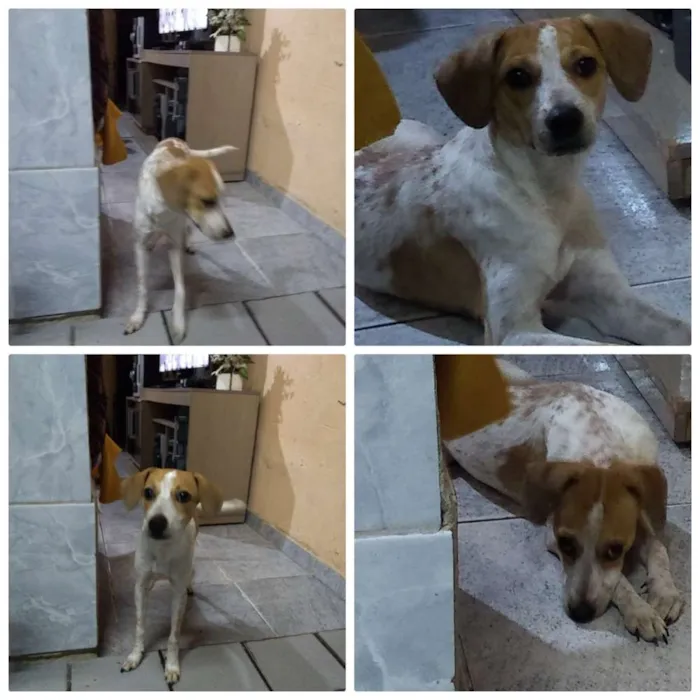 Cachorro ra a Desconhecida idade 2 a 6 meses nome Tobi