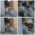 Tobi