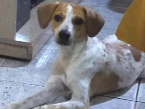 Cachorro raça Desconhecida idade 2 a 6 meses nome Tobi