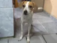 Tobi