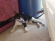 Gatinha Mamae