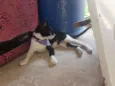 Gatinha Mamae