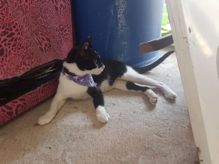 Gato ra a sem raça definida idade 1 ano nome Gatinha Mamae