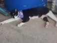 Gatinha Mamae