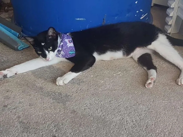 Gato ra a sem raça definida idade 1 ano nome Gatinha Mamae