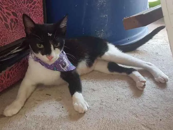 Gato ra a sem raça definida idade 1 ano nome Gatinha Mamae