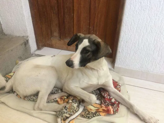 Cachorro ra a Setter idade 1 ano nome Nina