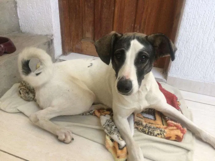 Cachorro ra a Setter idade 1 ano nome Nina