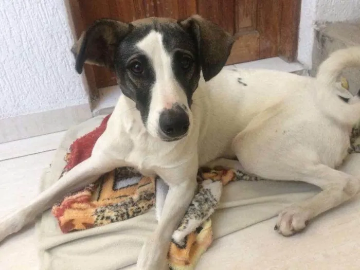 Cachorro ra a Setter idade 1 ano nome Nina