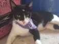 Gatinha Mamae