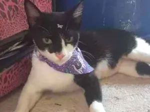 Gato raça sem raça definida idade 1 ano nome Gatinha Mamae