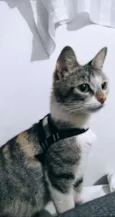 Milina