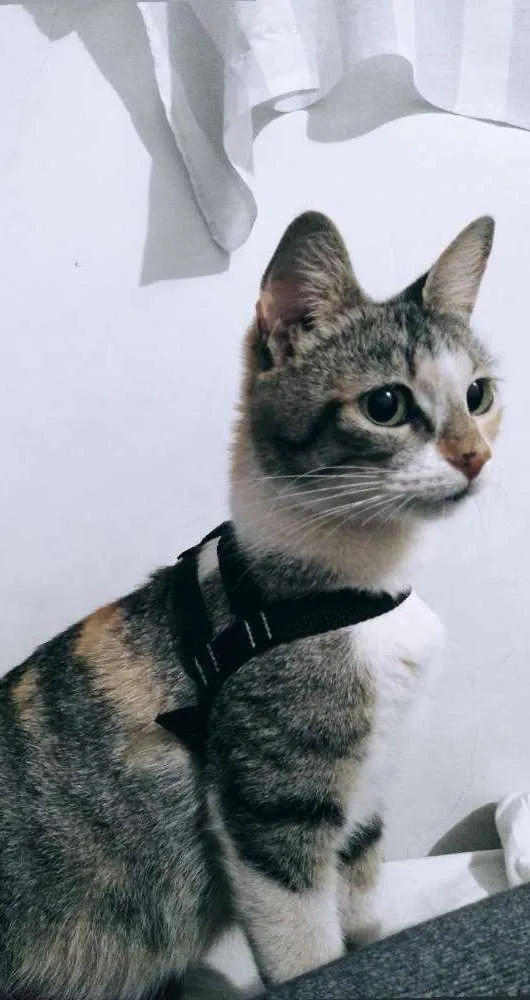 Gato ra a Sem raça idade 7 a 11 meses nome Milina