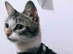 Gato raça Sem raça idade 7 a 11 meses nome Milina