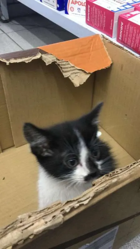 Gato ra a  idade Abaixo de 2 meses nome sem nome