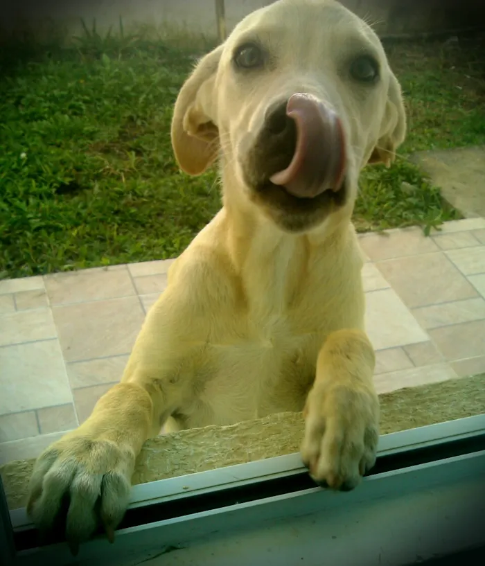 Cachorro raça NAO DEFINIDA idade 7 a 11 meses nome MEL