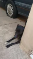 Negro