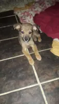 Bibi