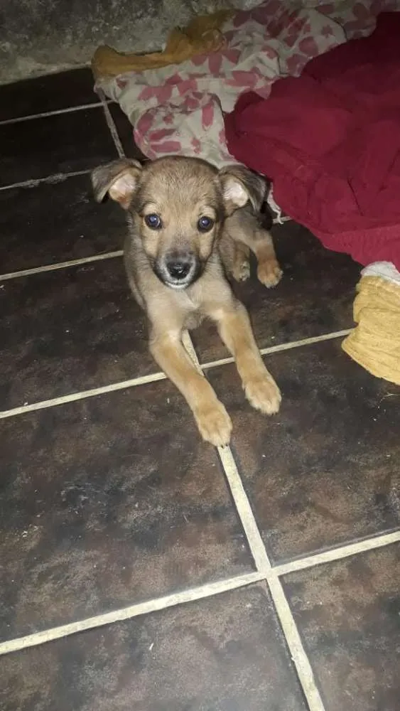 Cachorro ra a  poodle idade Abaixo de 2 meses nome Bibi