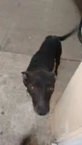 Negro