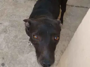 Cachorro raça SRD idade 3 anos nome Negro