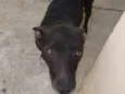 Negro