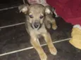 Bibi