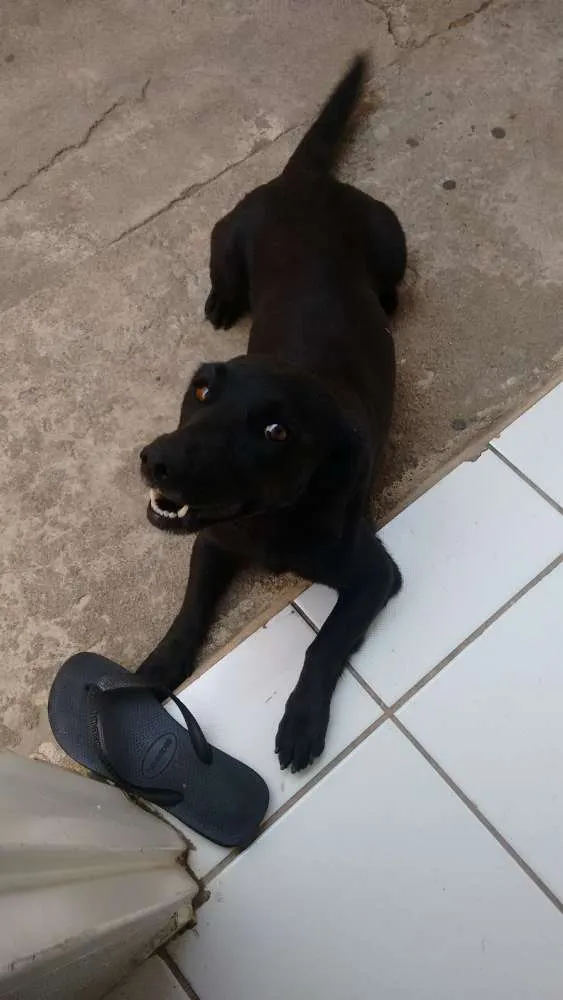 Cachorro ra a SRD idade 6 ou mais anos nome Isabéu (Béu)