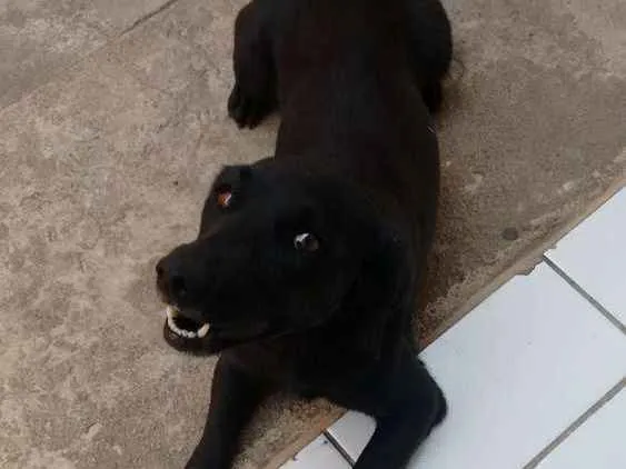 Cachorro ra a SRD idade 6 ou mais anos nome Isabéu (Béu)