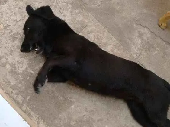 Cachorro ra a SRD idade 6 ou mais anos nome Isabéu (Béu)