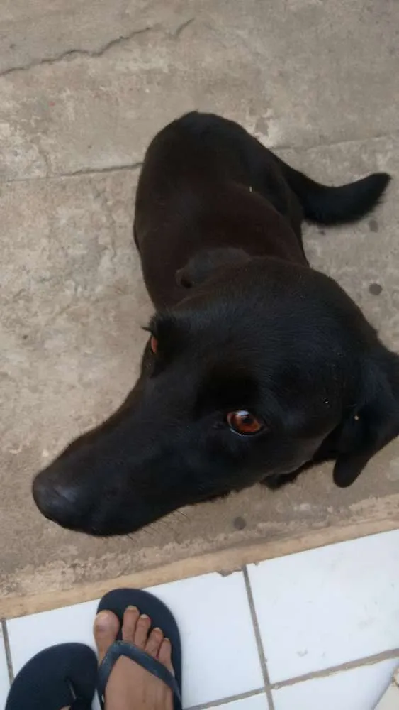 Cachorro ra a SRD idade 6 ou mais anos nome Isabéu (Béu)