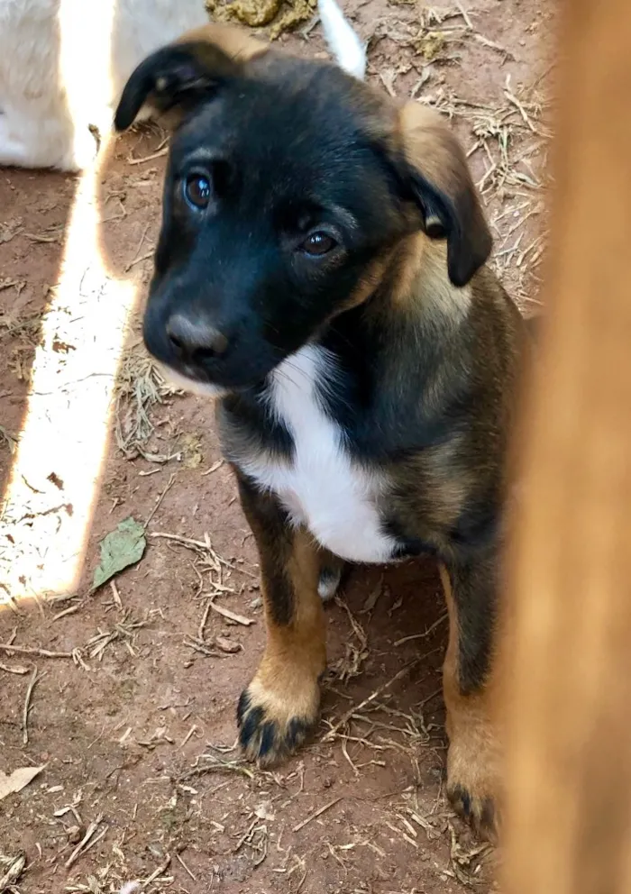 Cachorro ra a Srd idade  nome Clarissa 